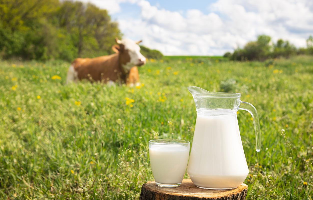 Transforme seu laticínio em uma indústria de alta performance.